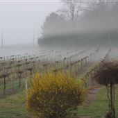 Wills Creek Winery
