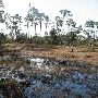 Dauphin Island Bird Sanctuary Swamp