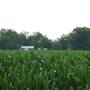 Cornfields- Hwy. 28/Co.Rd.55