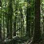Ruffner Mountain: Tipple Area-Trails
