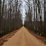 Bear Creek Swamp-Dirt Road