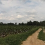 Reeves Cotton Field