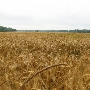 Auburn University-Wheat Fields-May