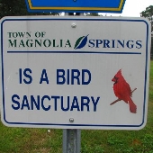 Magnolia Springs