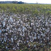 Cotton Field
