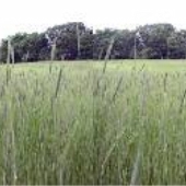 Roller Field-Rye Grass