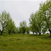 Meadowview Farms-Pecan Grove