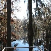 Perry Lakes- Boardwalk/Tower