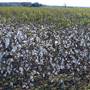 Cotton Field