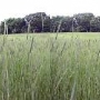 Roller Field-Rye Grass