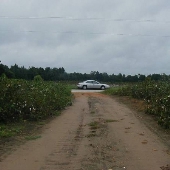 Deatsville Cotton Field