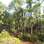 Dauphin Island Bird Sanctuary- Jungle