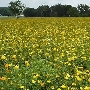Wildflowers