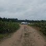 Deatsville Cotton Field