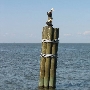 Ft. Morgan Pier Homes