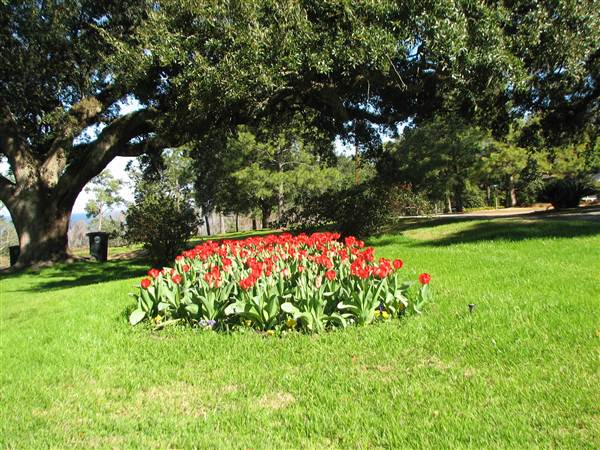 Fairhope Homes Overlooking Mobile Bay Bluff Park