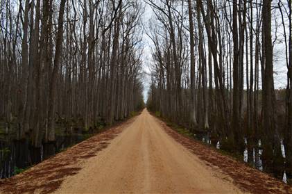 Bear Creek Swamp Dirt Road Locationshub
